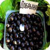 Смородина чёрная "Добрыня" Смородина чёрная "Добрыня"